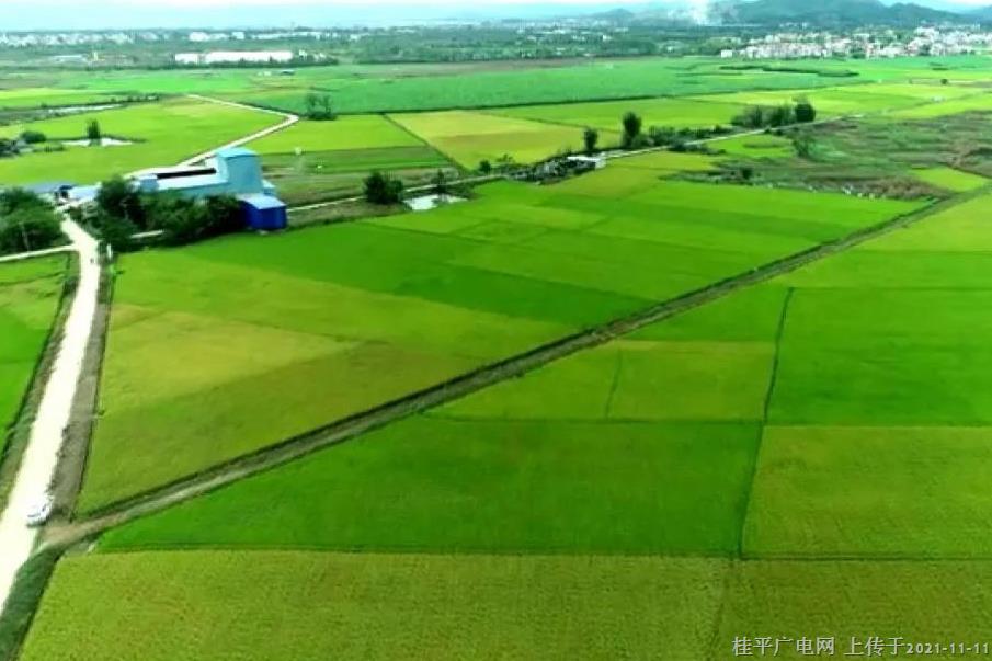 桂平：改善耕地土壤環(huán)境 助推農(nóng)業(yè)高質(zhì)量發(fā)展