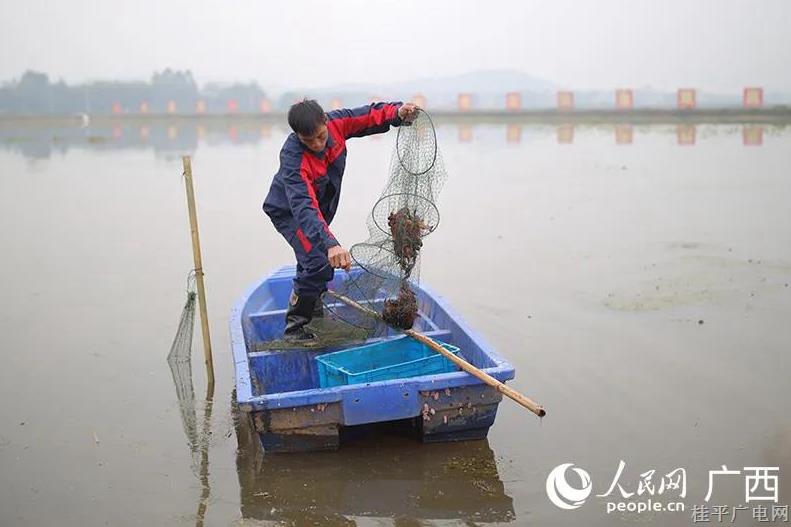 廣西貴港：特色產(chǎn)業(yè)挑大梁 鄉(xiāng)村振興底氣足