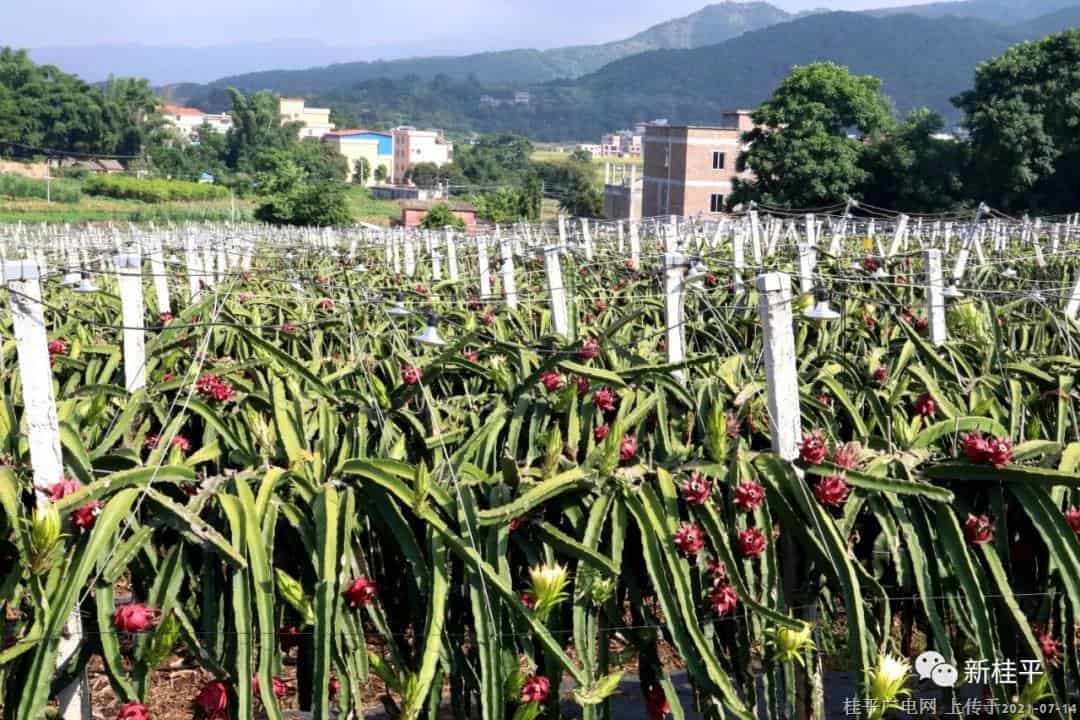 石龍鎮(zhèn)：千畝火龍果拓寬產(chǎn)業(yè)振興紅火路