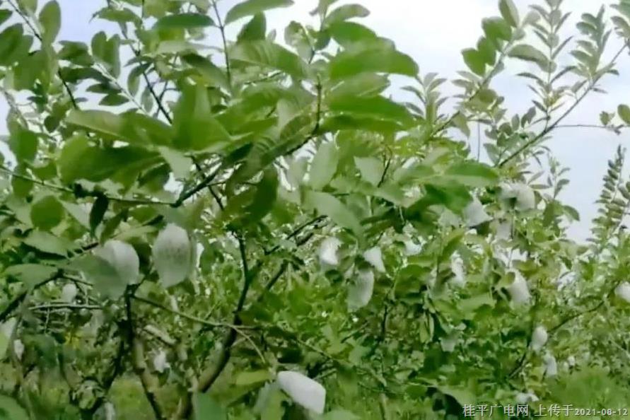 下灣鎮(zhèn)龍嶺村：小小番石榴 結(jié)出致富果