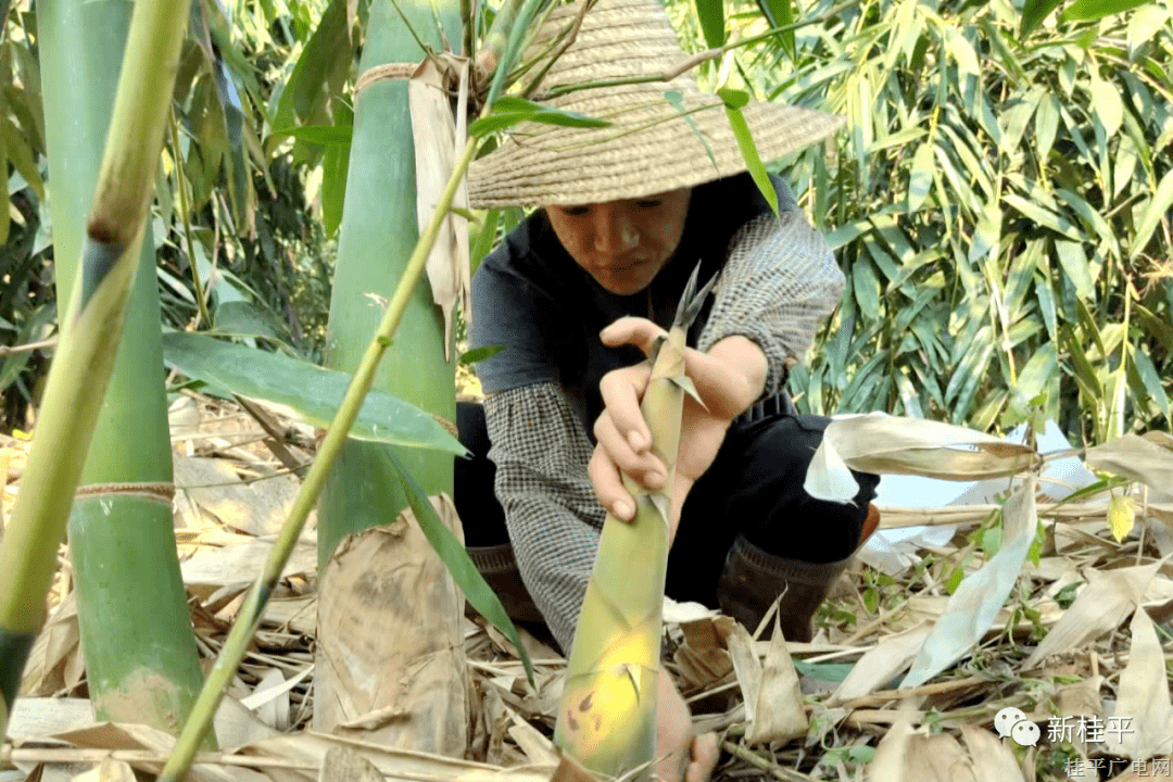 桂平市木圭鎮(zhèn)麻竹筍喜獲豐收 2022年產(chǎn)值達(dá)600萬(wàn)元