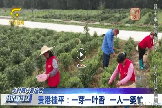 貴港桂平：一芽一葉香 一人一簍忙