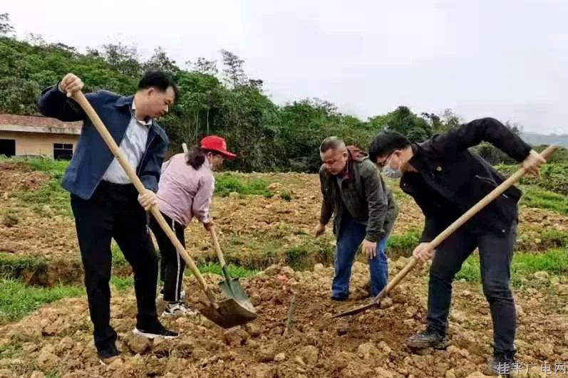 桂平市紫荊鎮(zhèn)：麻竹基地開種 助力鄉(xiāng)村振興