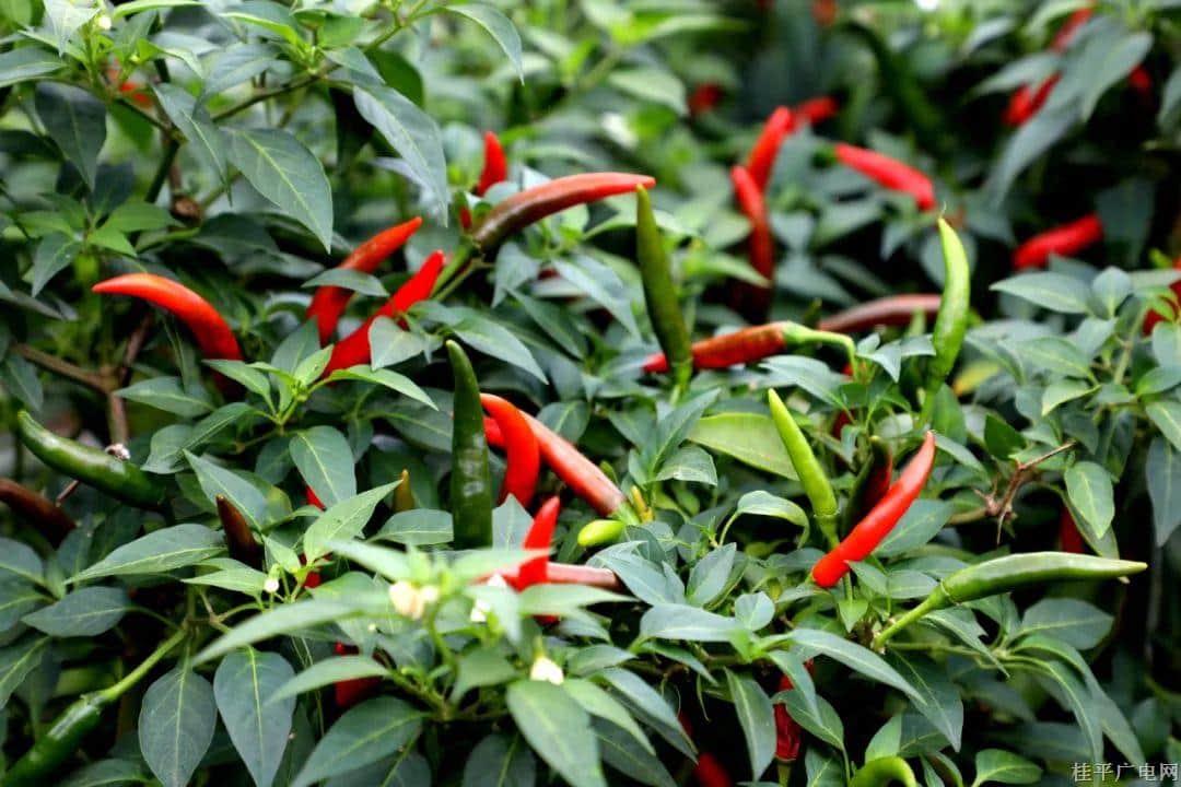 桂平市羅播鄉(xiāng)：撂荒地種植辣椒 鋪就紅火致富路