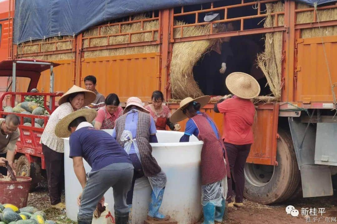 桂平市大灣鎮(zhèn)：陳皮柑套種西瓜 拓寬“甜蜜”致富路