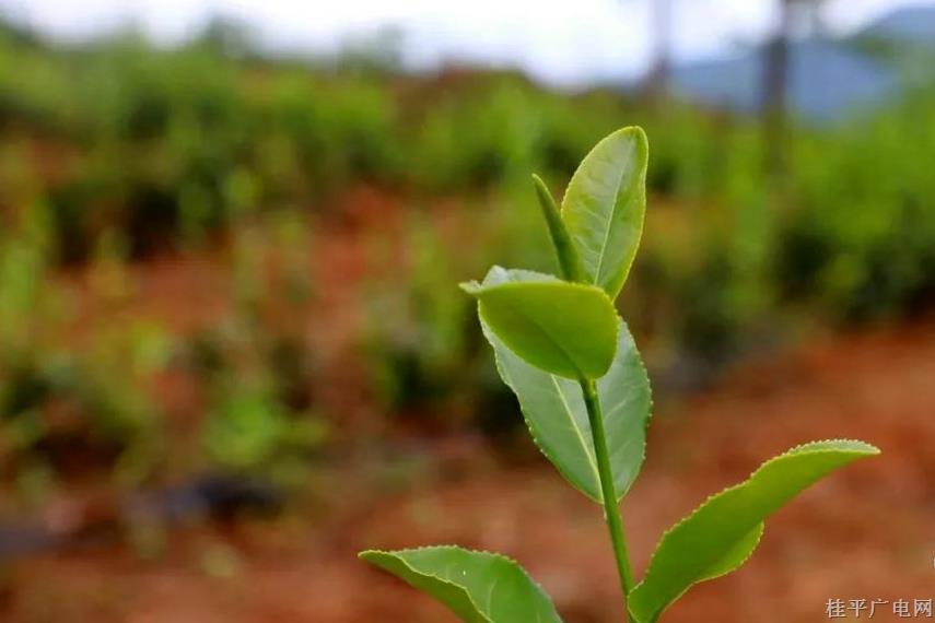 紫荊：發(fā)展特色茶葉種植 促進鄉(xiāng)村產業(yè)興旺