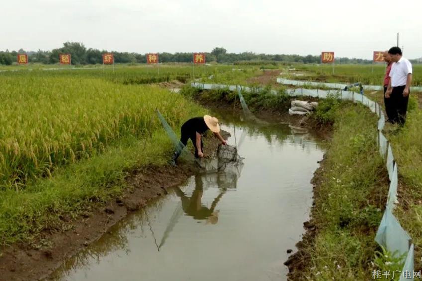 桂平市馬皮鄉(xiāng)積極推進(jìn)“稻+蝦”生態(tài)種養(yǎng) 1600畝稻蝦田有望稻蝦雙豐收