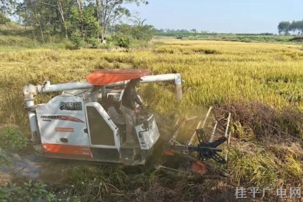 桂平市石咀鎮(zhèn)新平村：撂荒閑田變糧地 集體經(jīng)濟又增收