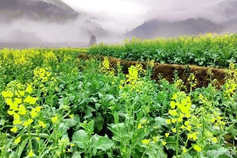 桂平最美梯田油菜花開啦 霧花佛荔宛若仙境