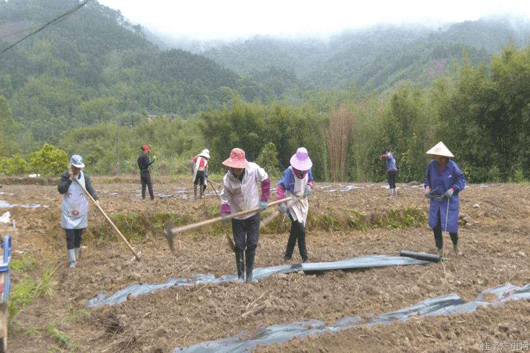 西山鎮(zhèn)上垌村：搶抓農(nóng)時忙春耕 木瓜產(chǎn)業(yè)促振興