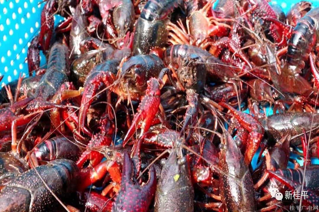 桂平市：稻蝦共作收獲忙 養(yǎng)殖基地幫農(nóng)富
