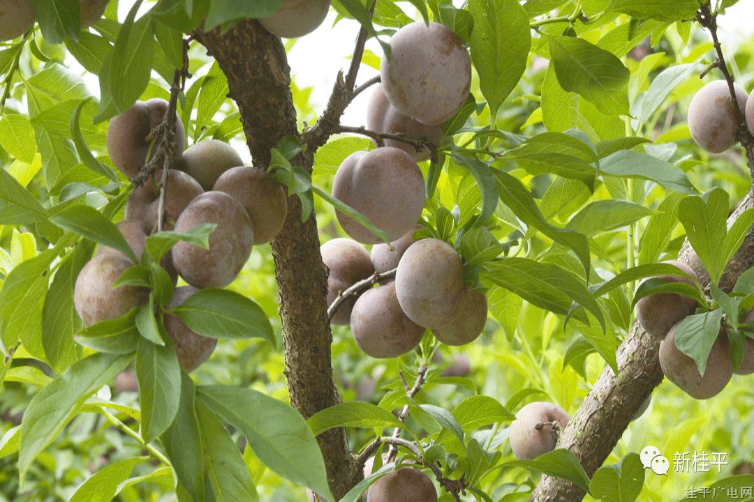 石龍鎮(zhèn)：三華李喜迎豐收 鄉(xiāng)村振興有“李”量