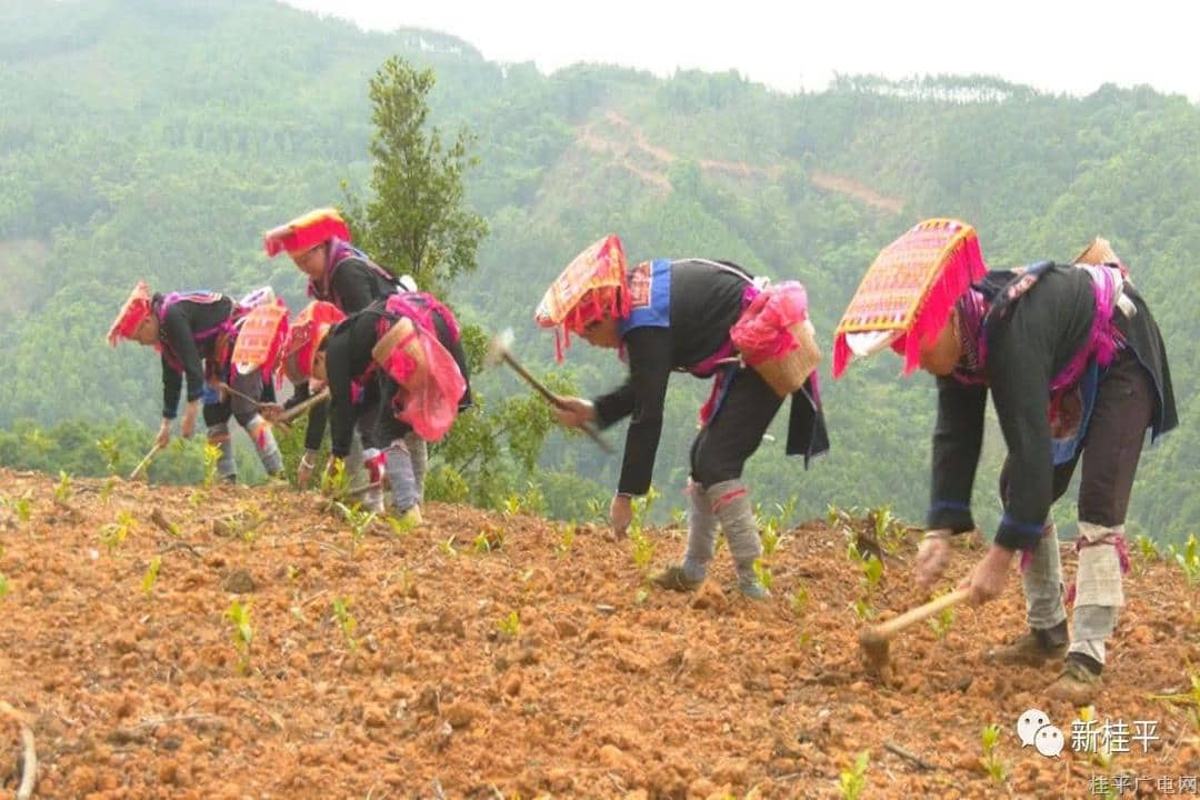 紫荊鎮(zhèn)木山村：茶葉基地套種“瑤糧”助力鄉(xiāng)村振興