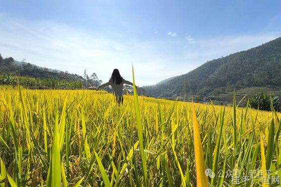 走進西山鎮(zhèn)佛荔村 俯視金色“地毯”美不勝收