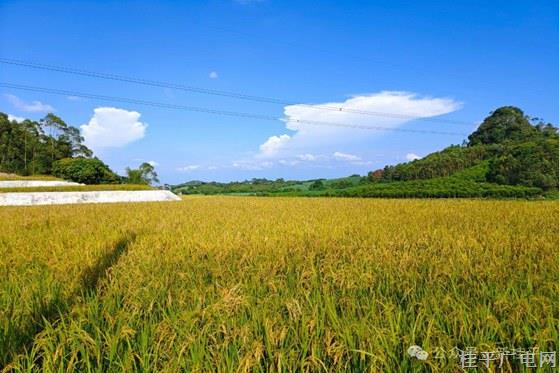 白沙鎮(zhèn)：旱改水耕地項(xiàng)目中稻試種獲豐收