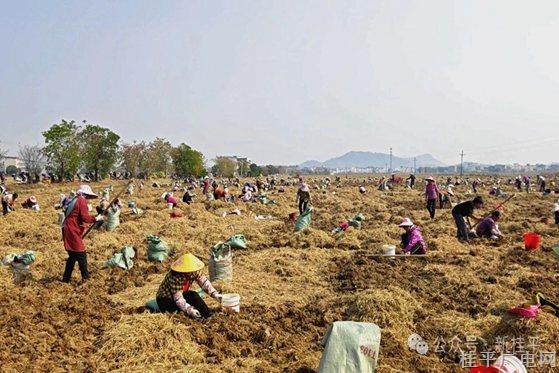 石龍鎮(zhèn)新村村：馬蹄迎豐收 農(nóng)民干勁足