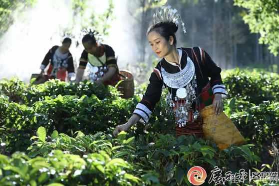 非遺茶會②| 海南五指山大葉紅茶：色如琥珀香四溢