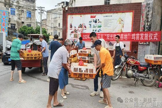 市殘聯(lián)：“送雞苗”助力殘疾人增收致富 共鑄民族團結(jié)情