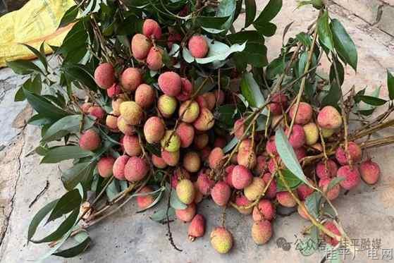 油麻鎮(zhèn)石羅村：三月紅荔枝搶“鮮”上市
