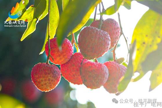 麻垌“情人荔”,，什么來歷,？