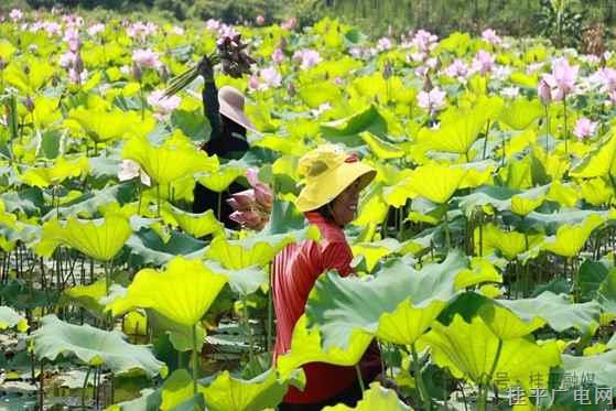“荷”力助農(nóng),！社步鎮(zhèn)500畝荷塘開出“致富花”