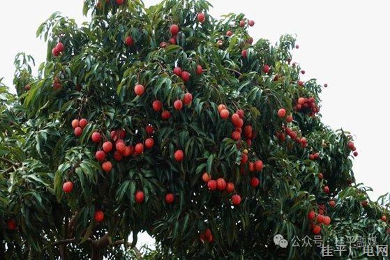 自帶仙氣的麻垌荔枝｜大洋鎮(zhèn)這個果園雞肥荔枝甜,！