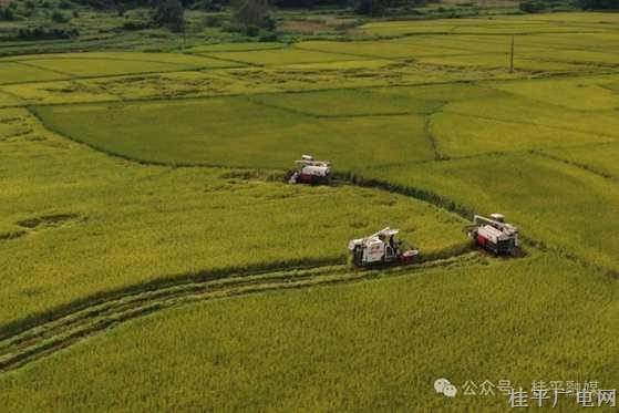 桂平：夏收進(jìn)行時(shí)，“豐”景美如畫